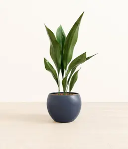 Cast Iron Plant
