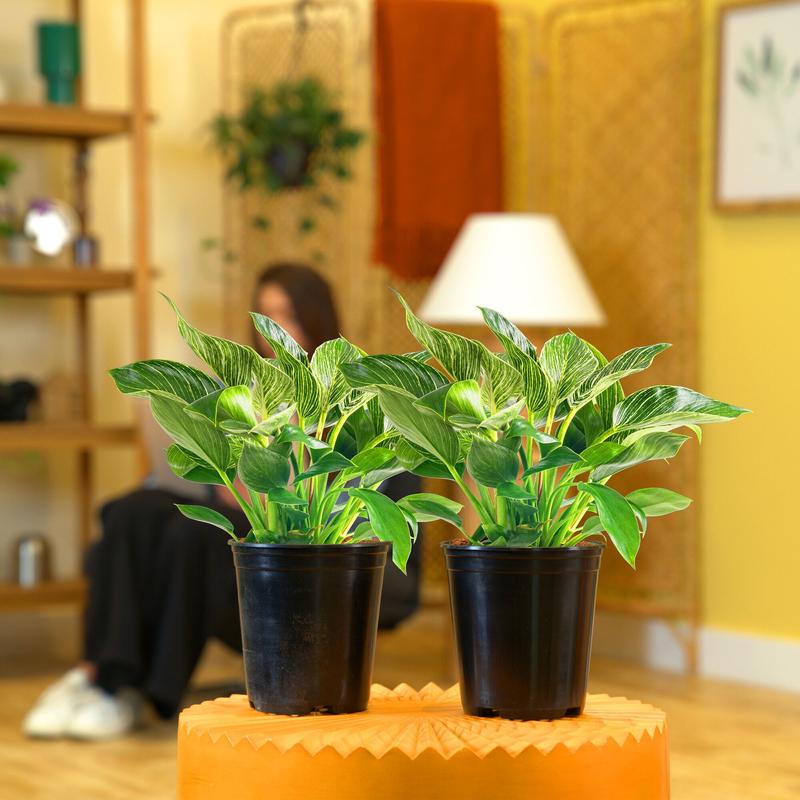 Philodendron Birkin | medium