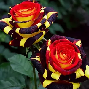 200pcs Rare Rose 'Firebird' Seeds for Garden Beds Borders or Pots Classic Traditional Roses for Home Gardening
