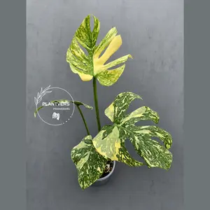 Monstera Deliciosa Crème Brûlée Plant - Rare Variegated Aroid (June-17-18)