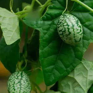 70 Cucamelon Seeds – Mexican Sour Gherkin, Tiny Melon-Like Cucumbers for Snacking & Pickling