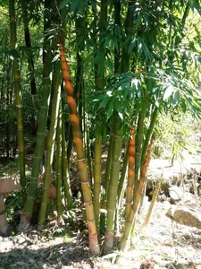 20 seeds Dendrocalamus longispathus | Long Sheath & Clumping Edible Bamboo