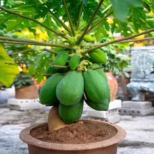 20 "DWARF SOLO WAIMANALO TREE SEEDS" (Carica Papaya)
