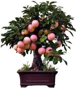 Dwarf Bonsai Apple Tree Seeds - 50 Seeds - Grow Exotic Indoor Fruit Bonsai