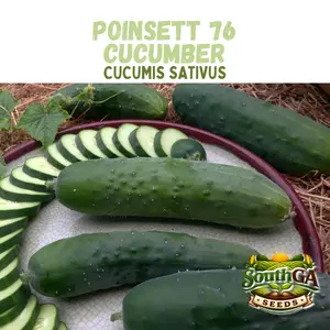 Poinsett Cucumber Seeds (Cucumis sativus)