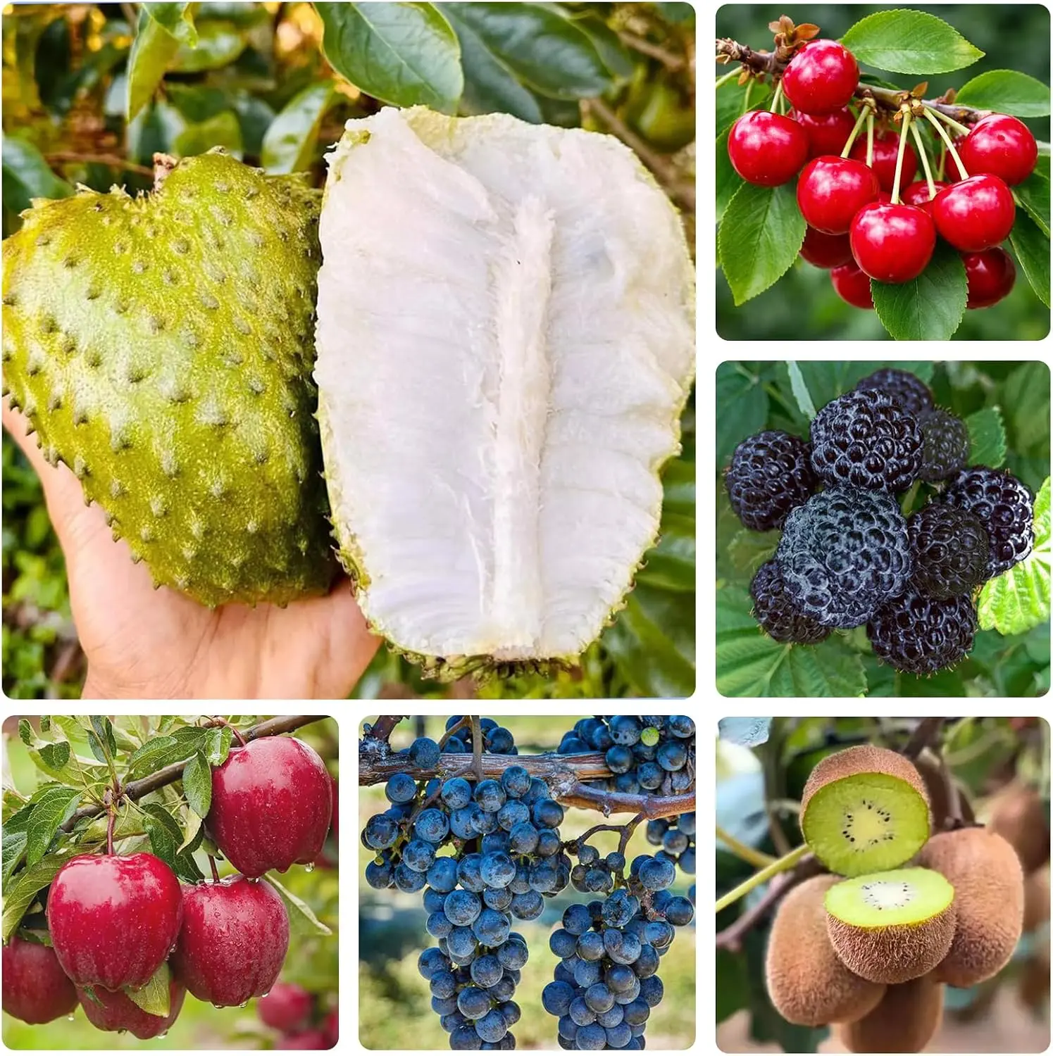 100 Apple & 100 Grape & 100 Kiwi & 100 Soursop & 10 Mulberry & 20 Cherry Seeds for Planting - Non-GMO Fruit Seeds for Home Garden, Sweet & Juicy
