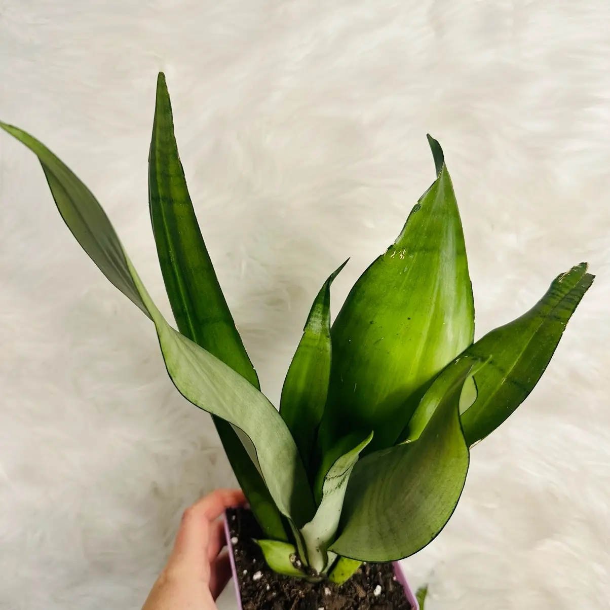Moonshine Sansevieria Snake Plant 4”