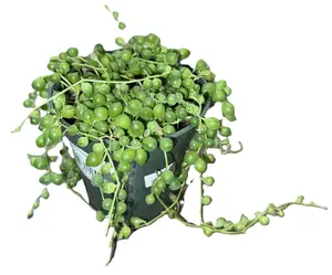 String of Pearls 3.5" (Senecio rowleyanus)