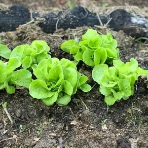 Organic Tom Thumb Lettuce Seeds (Lactuca sativa) – Compact, Crisp Lettuce Perfect for Single Servings
