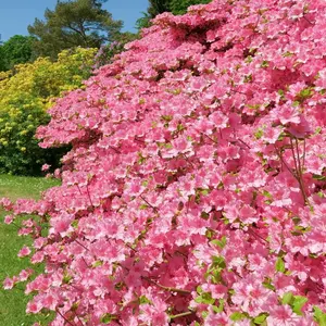 Autumn Debutante Encore Azalea