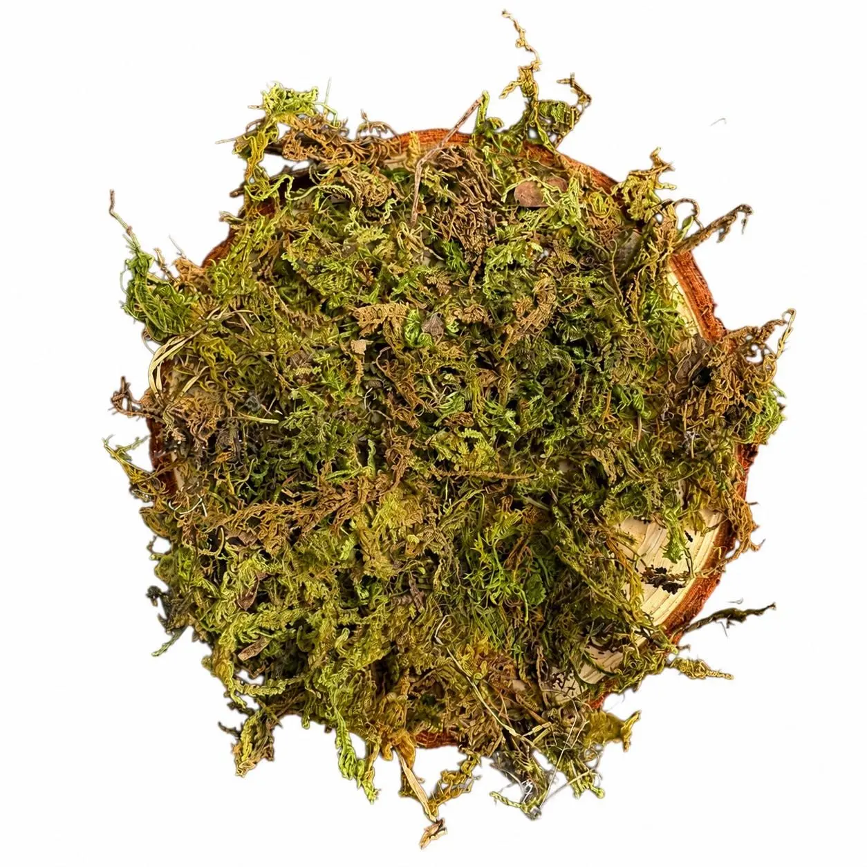 Moss Covered Wood Slice Platform | Reptile & Bioactive Terrarium Decor