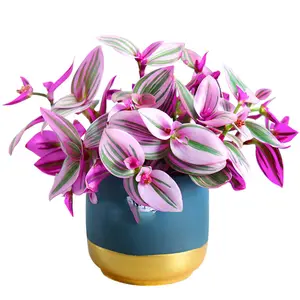 Pink Tradescantia Nanouk, Variegated Wandering Jew