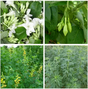 SPECIAL combo 20 White Loroco Plant Seeds & 20 Seeds Green Chipilin Seeds