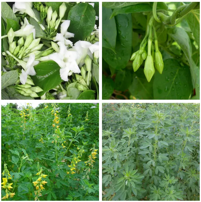 SPECIAL combo 20 White Loroco Plant Seeds & 20 Seeds Green Chipilin Seeds