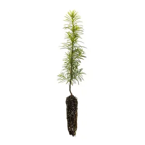 Douglas Fir | Small Tree Seedling