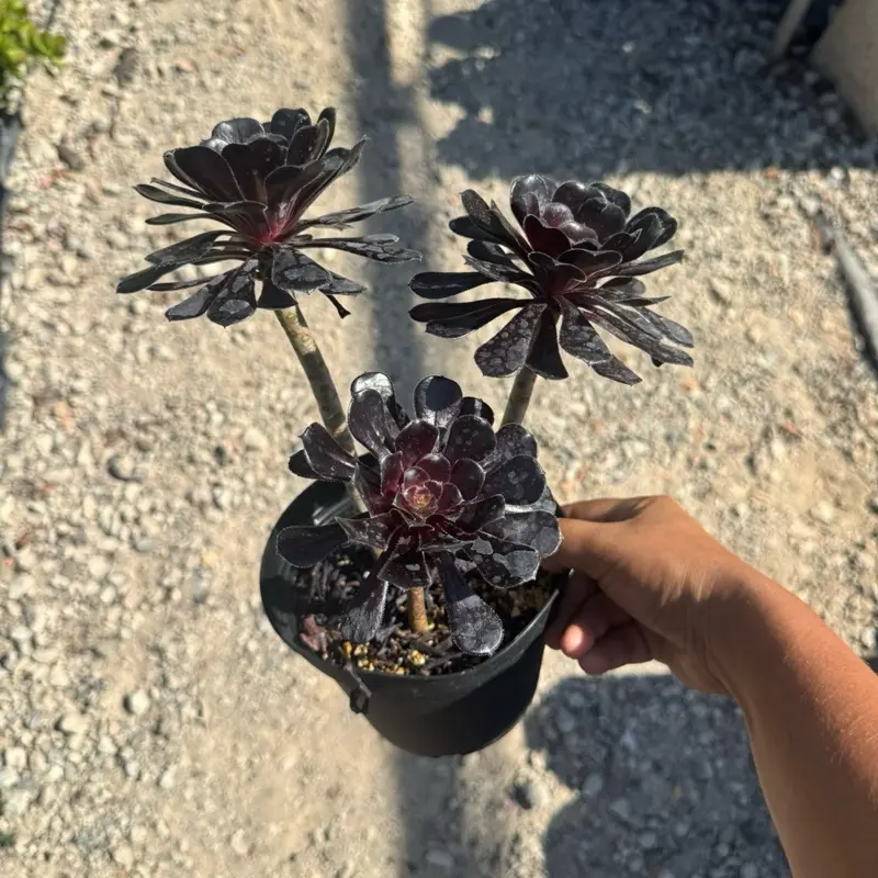 Aeonium Black rose 6 inch pot succulent