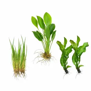 Beginner Aquarium Plant Bundle (Foreground + Mid + Background)
