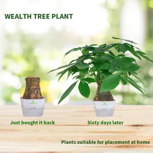 Money Tree Houseplant Lucky Indoor Plant Home Garden Air Purify Plant