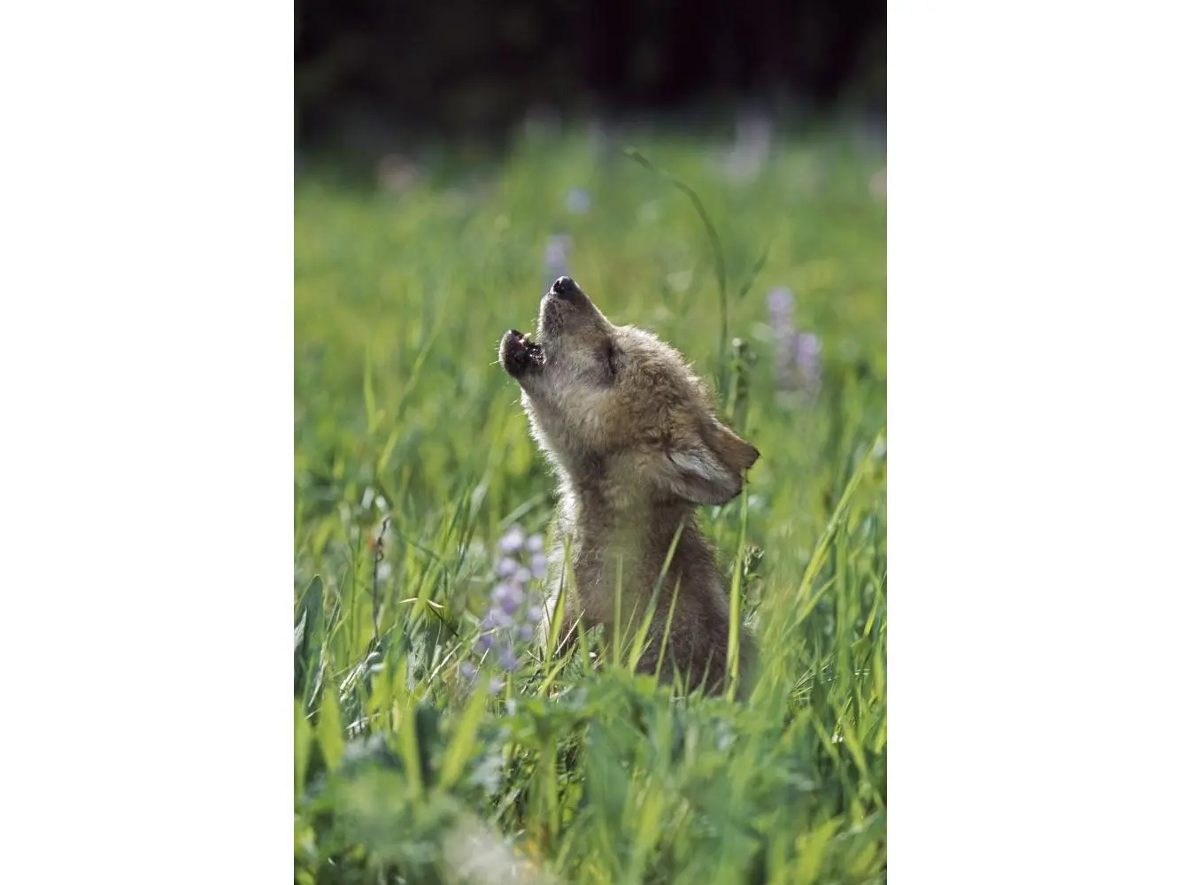 Wolf Puppy Howling In Mountain Meadow Poster Print - 24 x 36