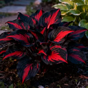 (2 PACk)Rare Seeds - 800 Count for Easy Growth & Eye-Catching Foliage - Unique Shade-Loving Perennials for All Seasons Garden Decor