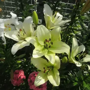 Lily, the embellishment of childhood greenery! Green lilies bloom like fairy tales, are shade-resistant and easy to raise, and are evergreen in all seasons - bringing healing scenery to your courtyard or balcony