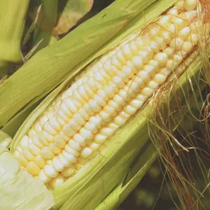 Heirloom Pencil Cob Dent Corn Seeds - Organic and Regenerative Gardening Seeds