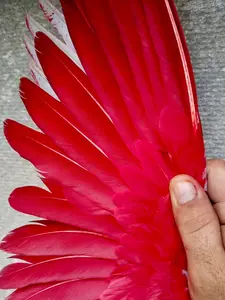 Red Paint for Pigeons