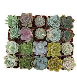 20 pack 2inch assorted succulent mystery box