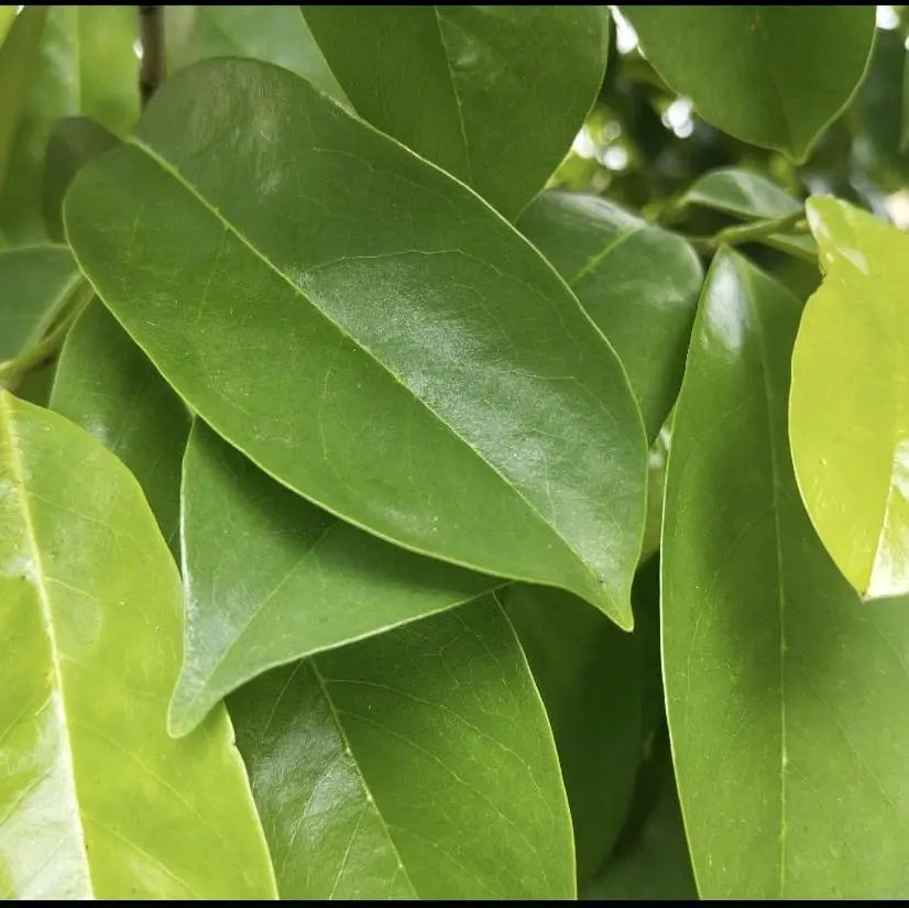 Fèy korosòl (Soursop leaves)