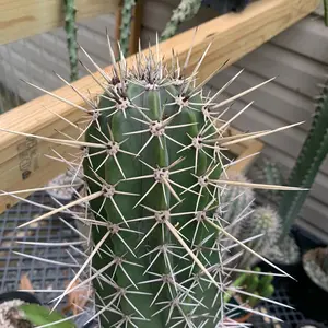 Stenocereus griseus 12” cutting - VERY THICK - HUGE spines !! Tip cut !