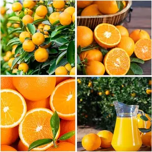 15+ Seed Navel Orange Seeds Tropical Fruit for Planting Outdoor- Sweet Edible Fruit Tree Plant in Your Home Garden