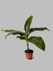 2 Pack of Easy Care Indoor Tropical Banana Trees - Zones 9 to 11 - Container Gardening - Non-GMO - Compact Size - Fruit Producing in 12 to 18 Months Home Planting Seeds Heirloom Seeds Pot