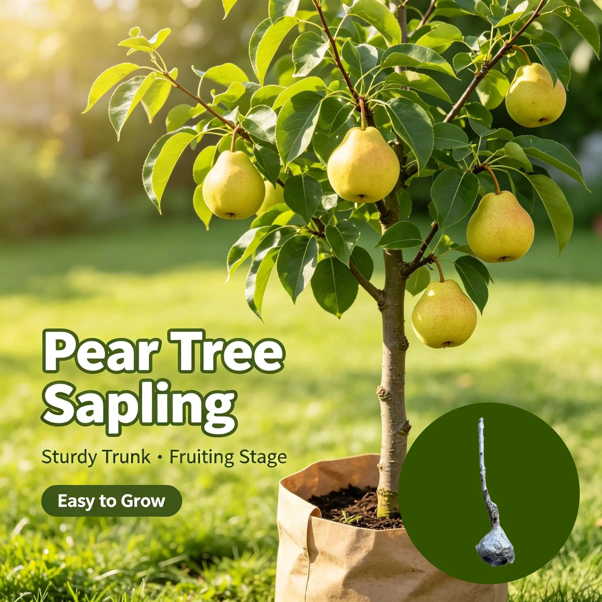 Fruit-Bearing Asian Pear Tree Seedling 40-50cm, Bare Root Hardy Pear Sapling, Home Garden Harvest Fruit Tree, No Soil No Pot, High Yield