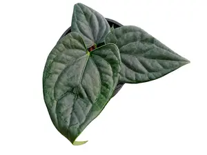 Anthurium Luxury Jungle x Anthurium forgetii (seedling)