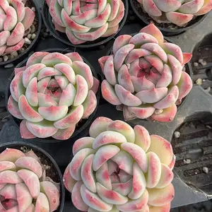 Echeveria 'Reddie' Single Head (around 2.5'') - Bare Root Succulents - Terra Tales