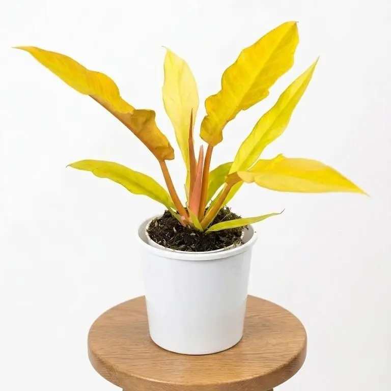 watermelon plant peperomia Watermelon Peperomia Plant Care Guide - How to Grow Peperomia Argyreia main image 1