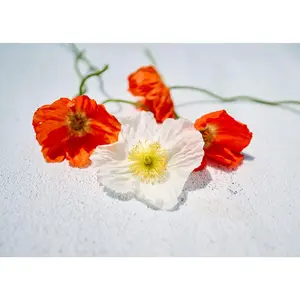 Iceland - Poppy Seeds