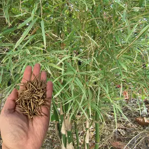 Green River 50 Dwarf Malay Variegated Bamboo Seeds - Bamboo Plant Seeds, Compact Clumping Variety, Striking Foliage Accent, Perennial Flower Seed Pack For Containers, Entryways, Tropical Borders, And Indoor Garden Design