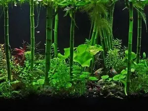 12 Inch Large Lucky Bamboo (Dracaena Sanderiana) Easy Live Aquarium Pond Aquatic Plant Bundle