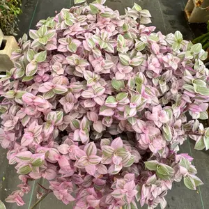 Pink panther 6 inch pot Plant