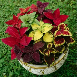 1000pcs Rare Coleus Seeds Grow Easily - Perennial Coleus Non-GMO Flowers Seeds - Exotic Blue White Coleus Seeds for Planting Outdoor Garden Coleus Plants Low