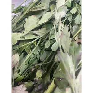 Espanta Muerto / Ghost Chaser