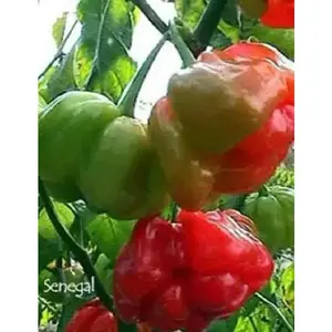Senegal Red Chile peppers seeds,Capsum Chinese Very Hot