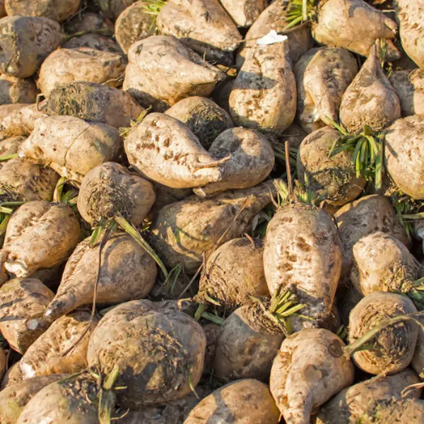 50 Sugar Beet Seeds - High-Quality Seeds for Sugar Beets - Ideal for Growing Sugar Beets in Your Garden
