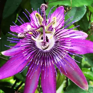 Passiflora Lady Lavender Passion Flower Plant 5-7 Inch Tall Climbing
