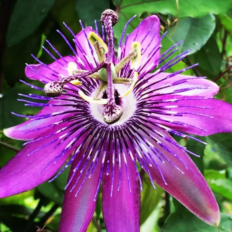 Passiflora Lady Lavender Passion Flower Plant 5-7 Inch Tall Climbing