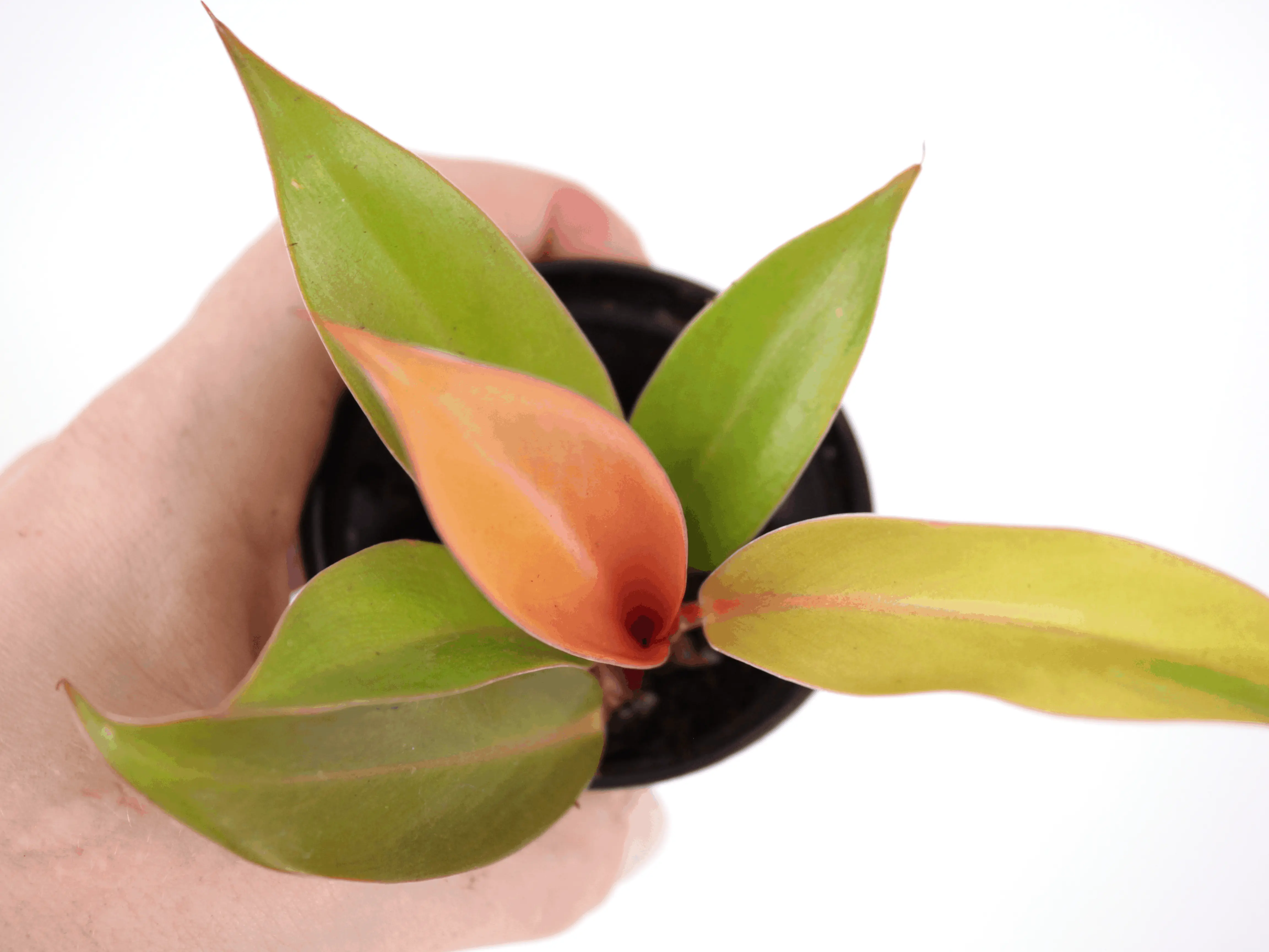 Philodendron Prince of Orange Potted Live Plant 2in - Rare Exotic Houseplant - Color-Changing Foliage - Vibrant Orange, Copper, & Gold - Tropical Gift - Unique Indoor Plant - Self-Heading Aroid - Low Maintenance - Statement Greenery - Bright Foliage