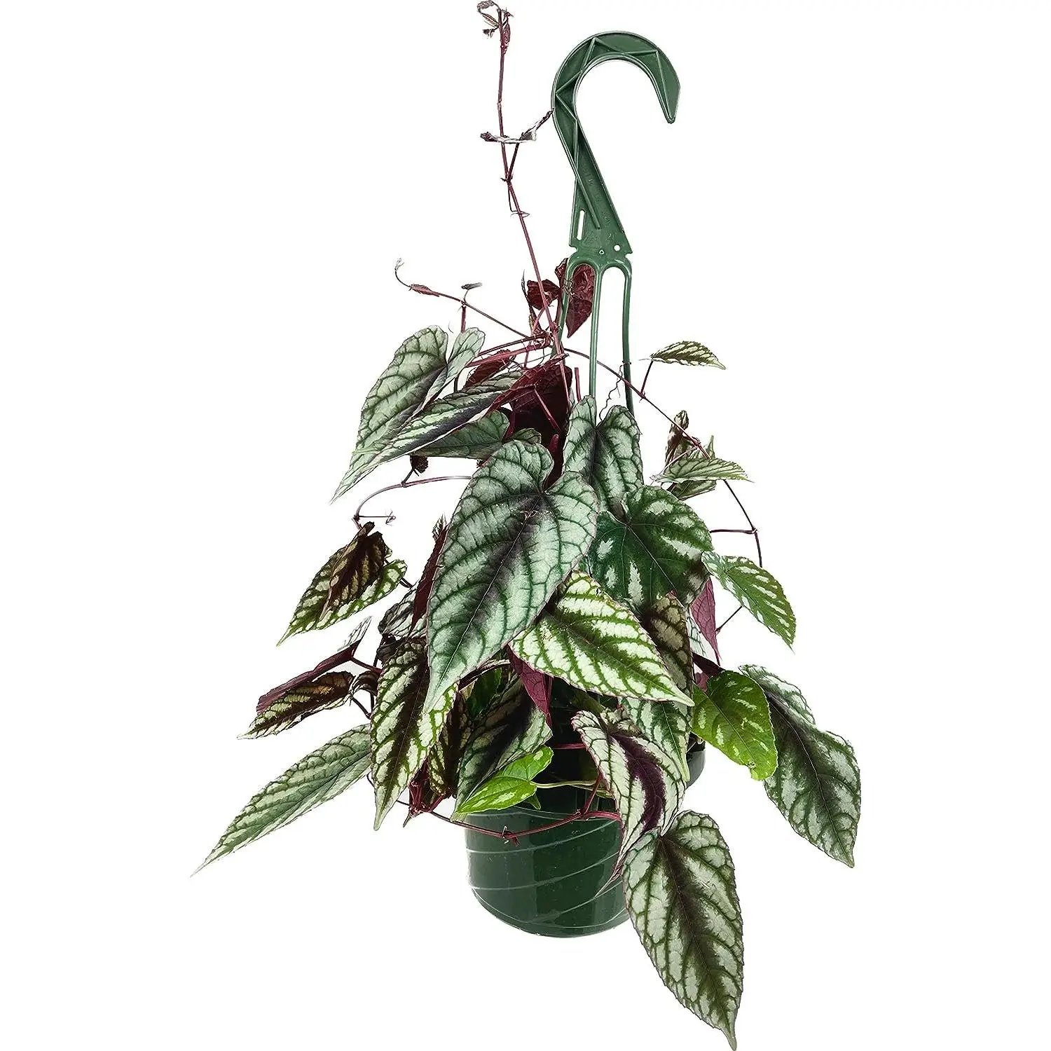 Rex Begonia Vine Hanging Basket - Live Plant in a 6 Inch Pot - Cissus Discolor - Extremely Rare and Beautiful Vining Indoor Houseplant - Air Purifying