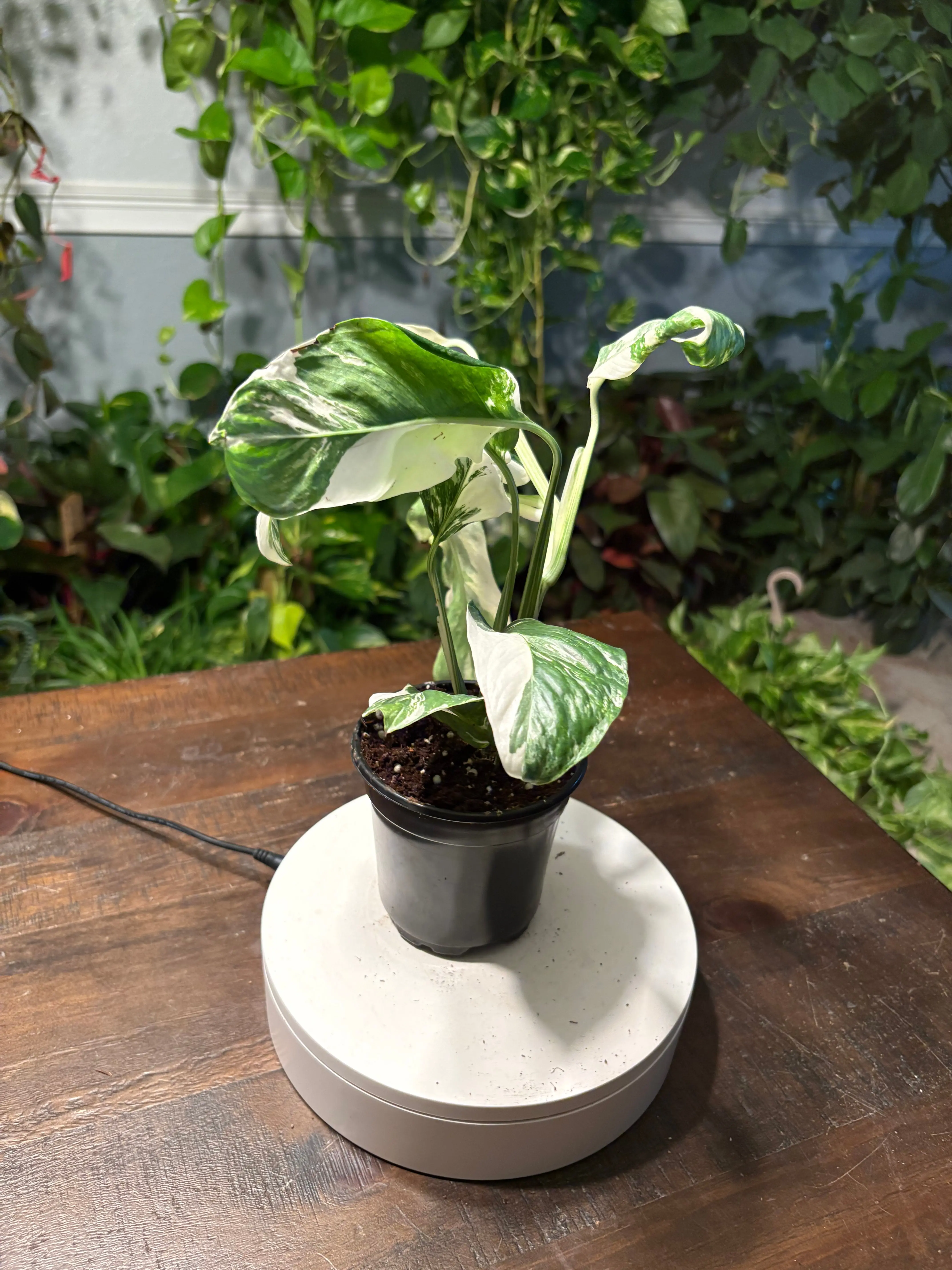 Monstera Lecheriana Varigated 6 inch