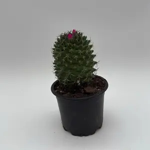 Cactus Pink cushion 4" Pot   Rare Succulents Plants Live Unique Shape Easy Care Home Garden Addition - Doorstep